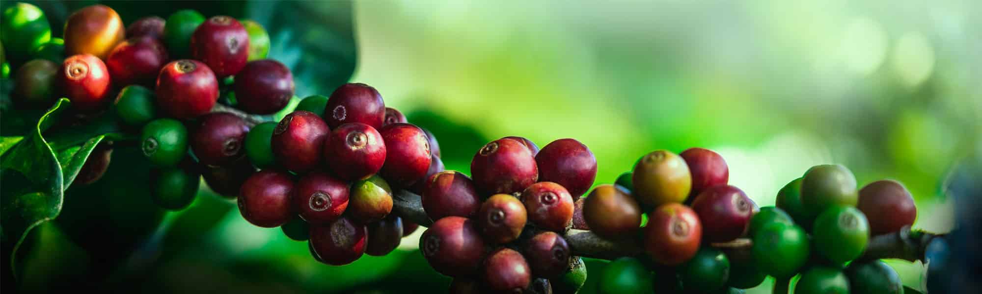 Anbau von Kaffeepflanzen